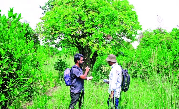 Jugirkandi Mayabon: A Hidden Gem of Bangladesh's Swamp Forests