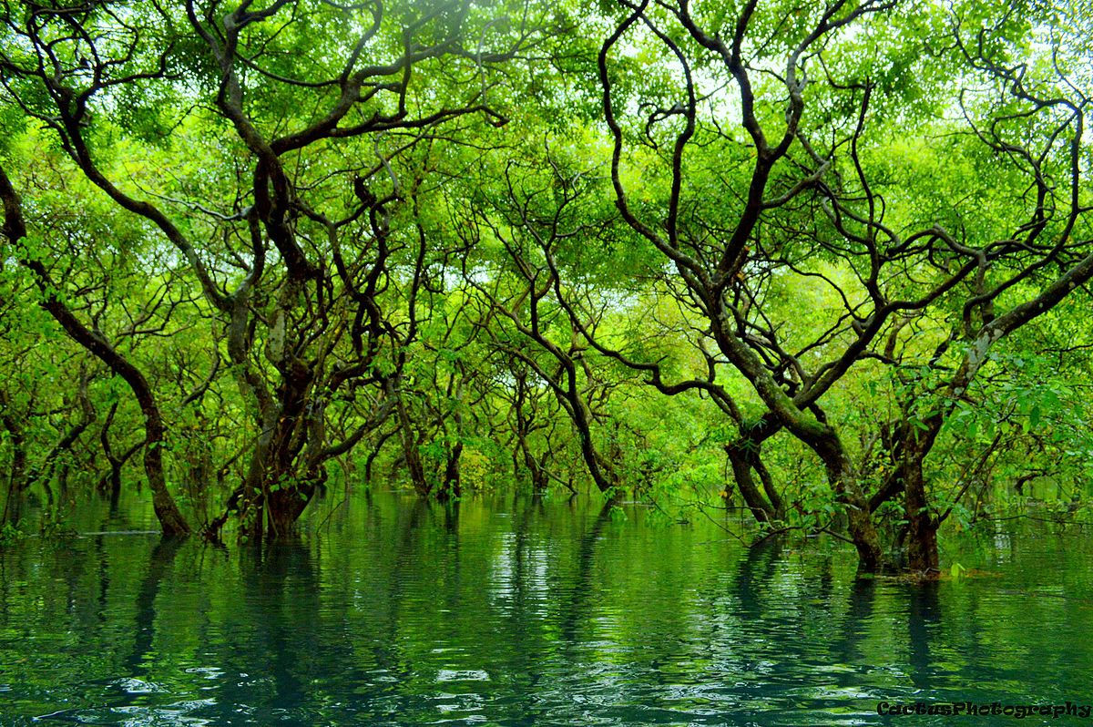 Ratargul_Swamp_Forest,_Sylhet,_Bangladesh